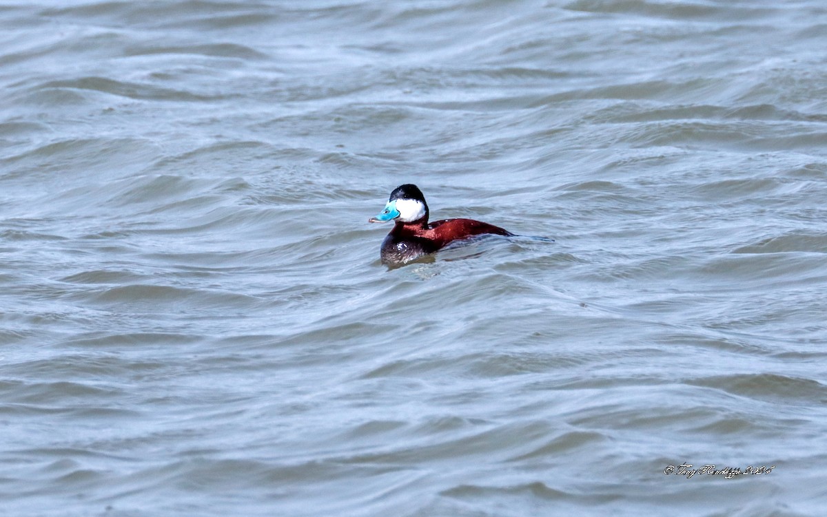 Ruddy Duck - Tony Randazzo