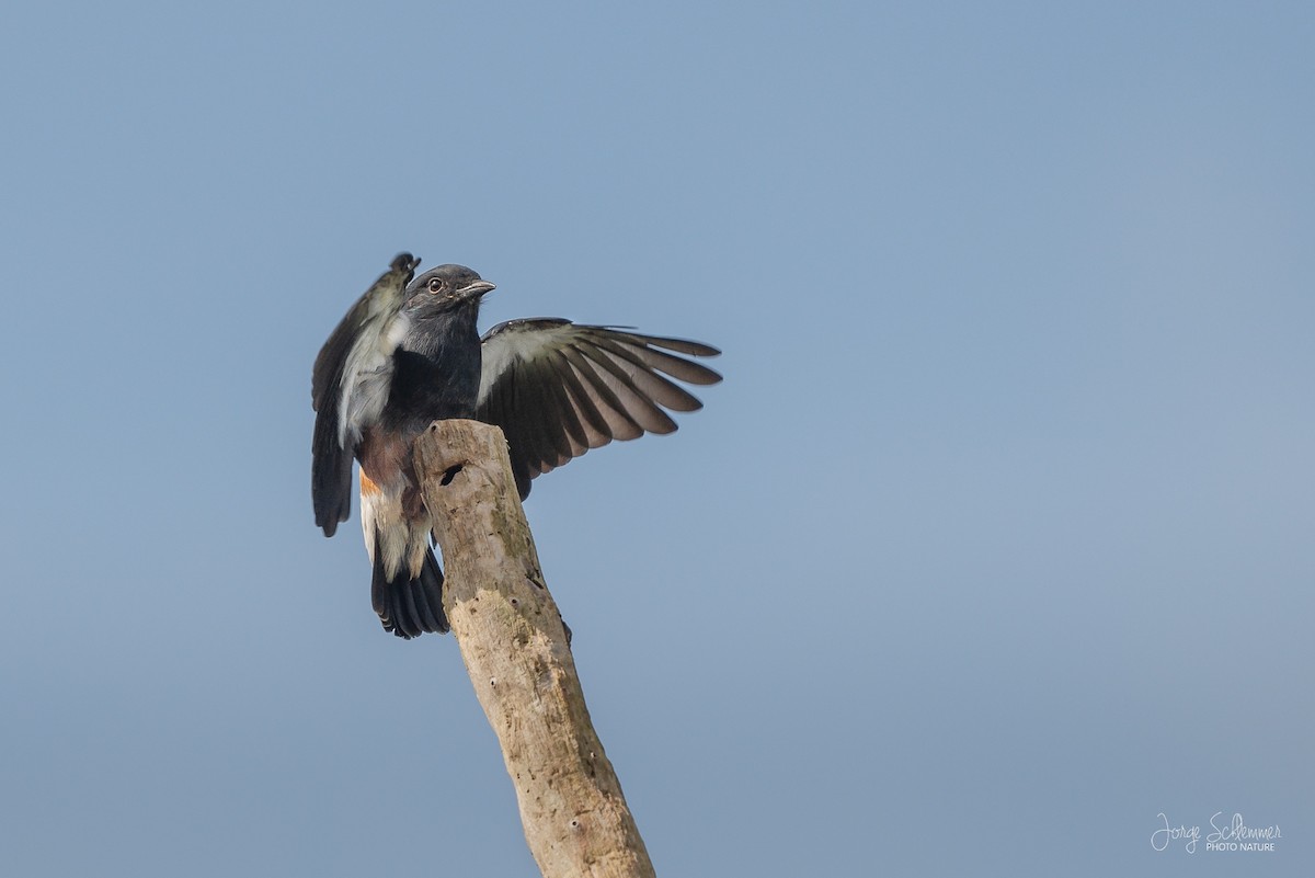 Swallow-winged Puffbird - Jorge Claudio Schlemmer