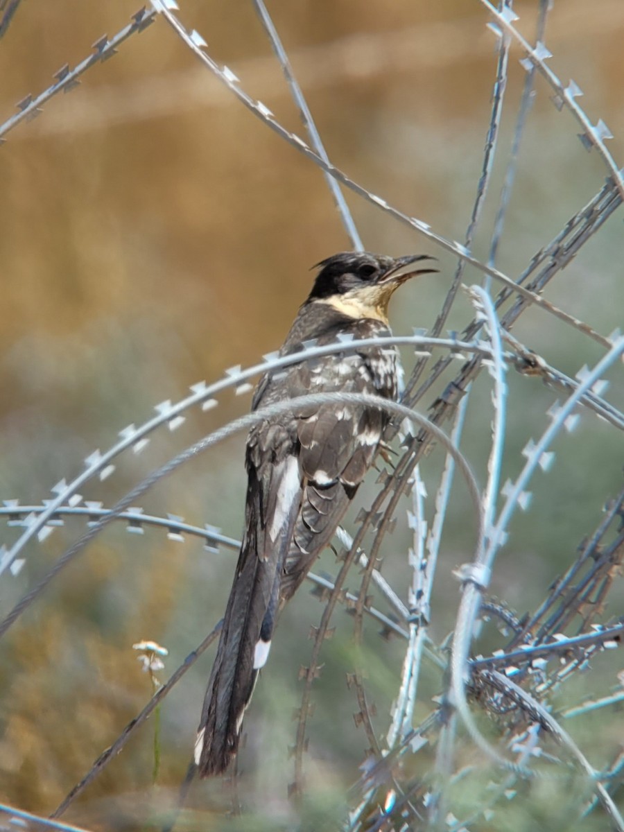 Great Spotted Cuckoo - ML619090893