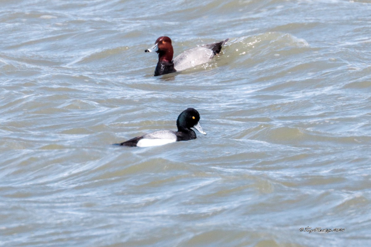 Lesser Scaup - ML619090894