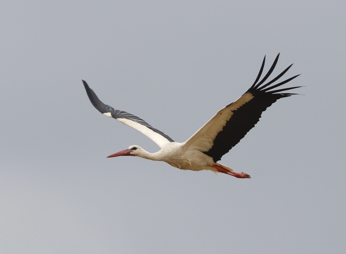 White Stork - ML619090928