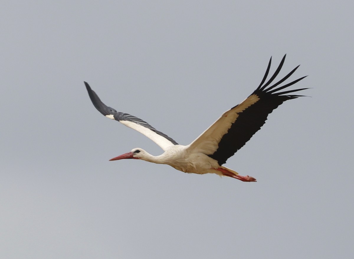 White Stork - Nikos Mavris