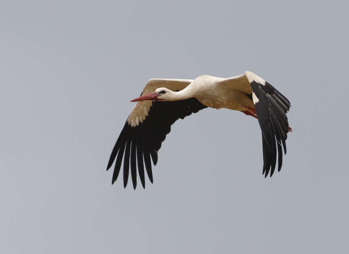 White Stork - ML619090929