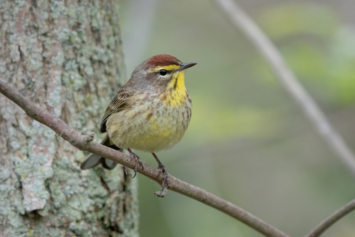 Palm Warbler (Western) - Josh Davidson