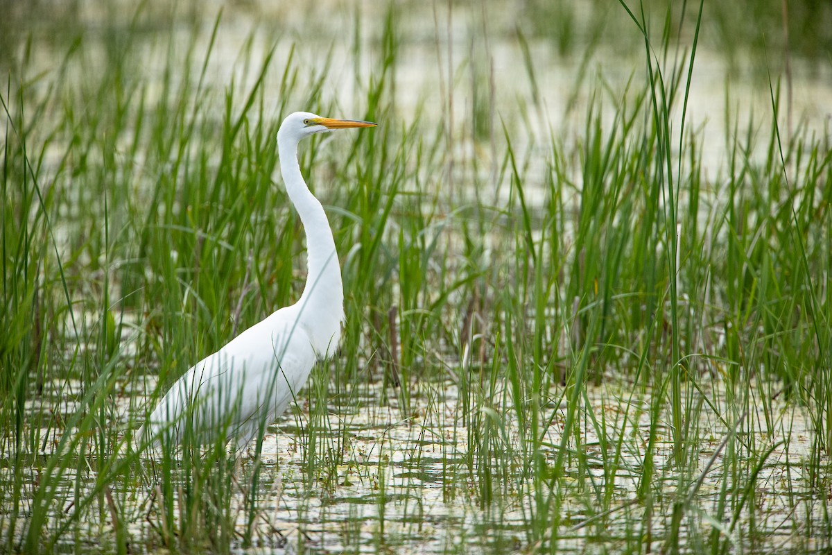 Great Egret - ML619090943