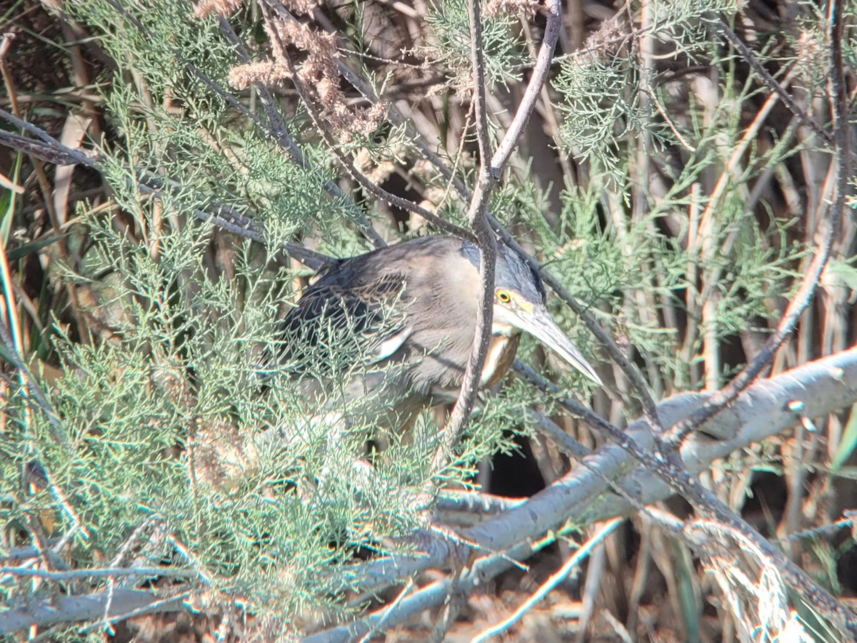 Striated Heron - Toby Carter