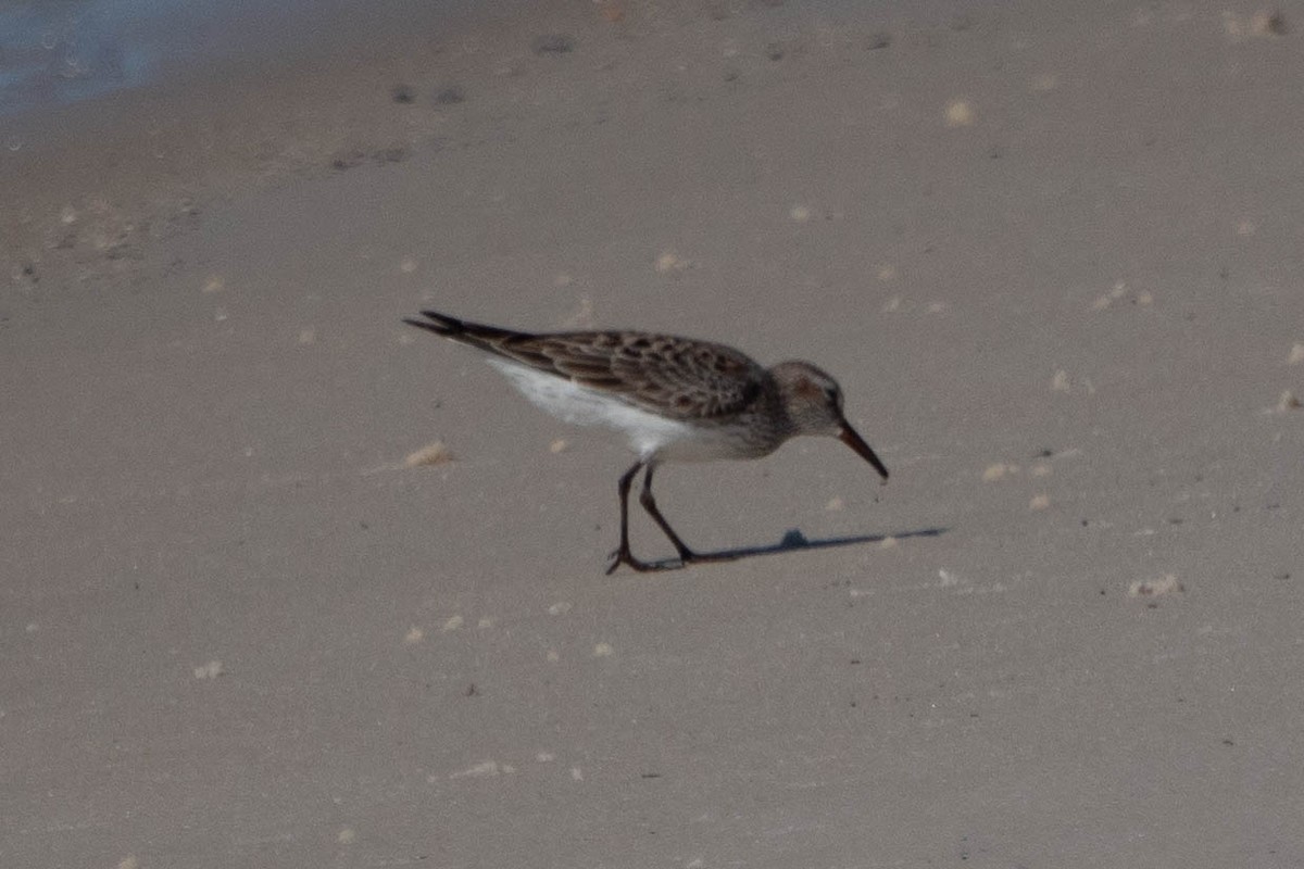 White-rumped Sandpiper - David Reed