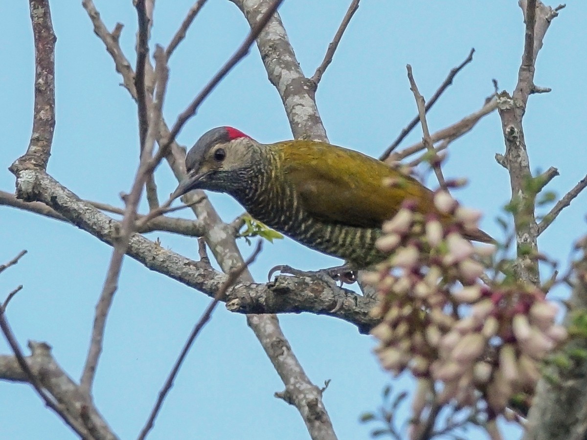 Golden-olive Woodpecker - ML619090990