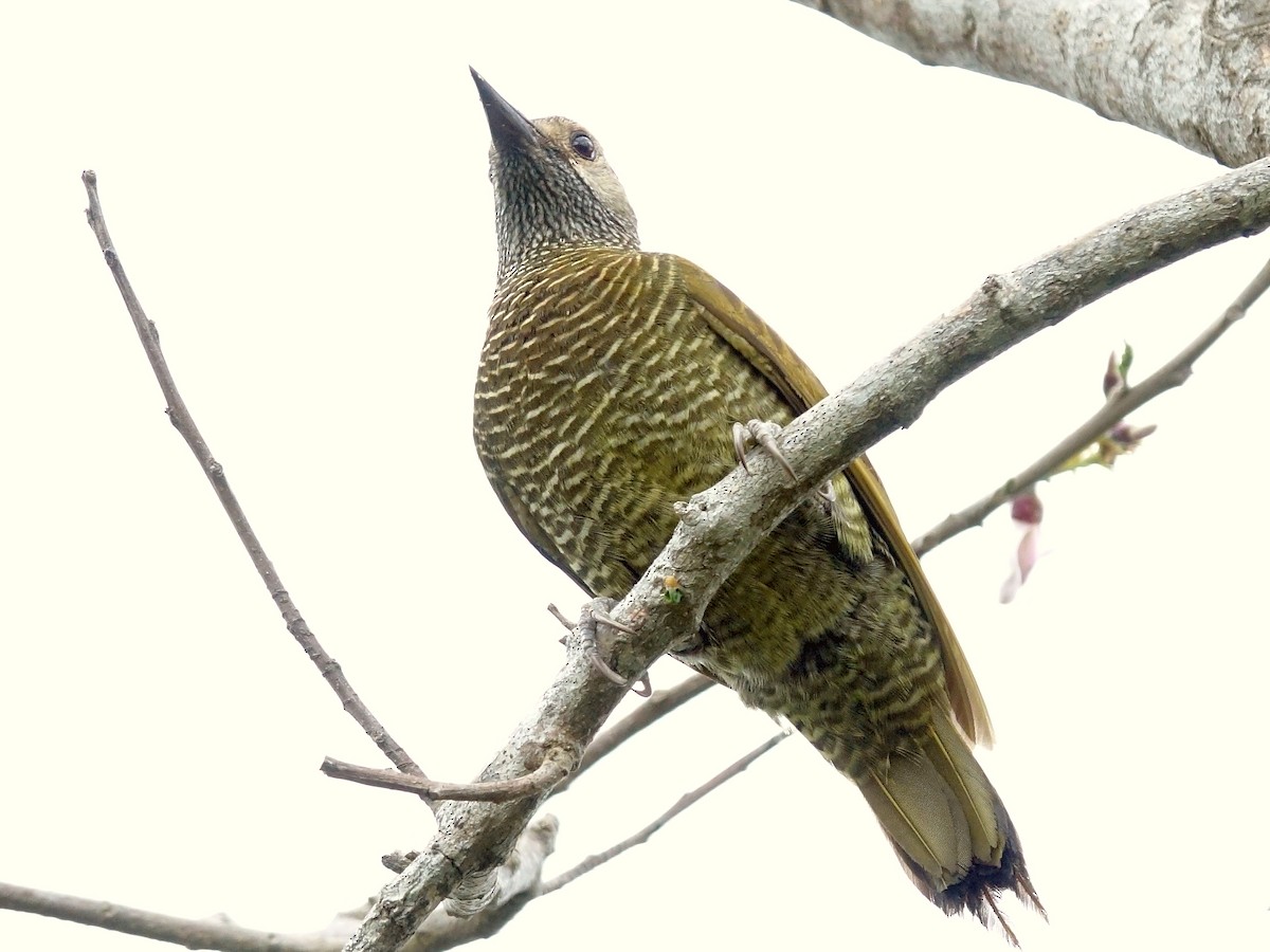 Golden-olive Woodpecker - ML619090991