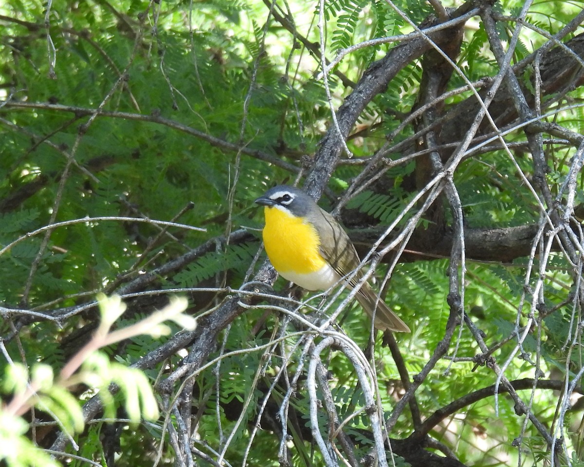 Yellow-breasted Chat - Nancy Rudd