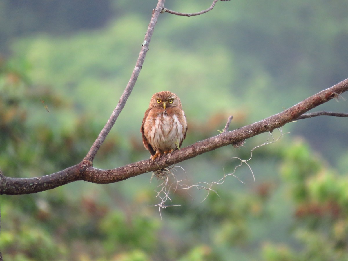 Ferruginous Pygmy-Owl - ML619091016