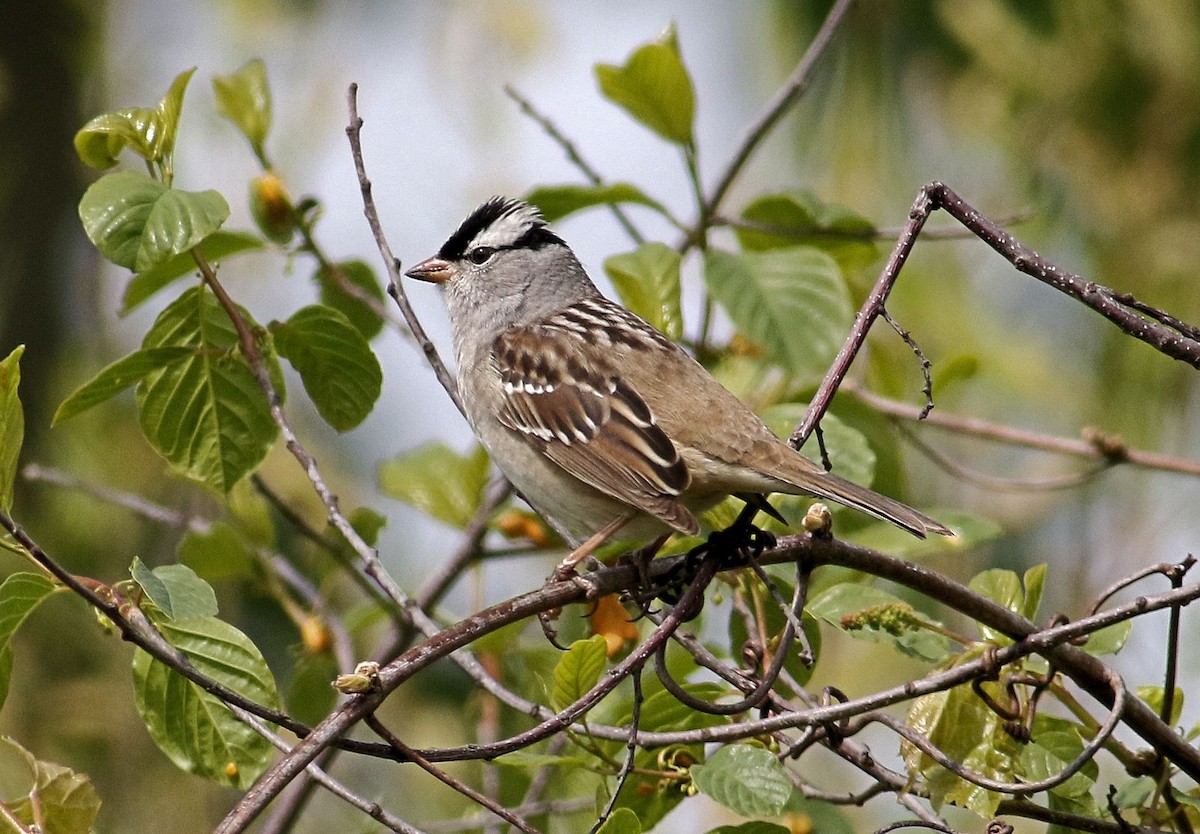 White-crowned Sparrow - John  Cameron