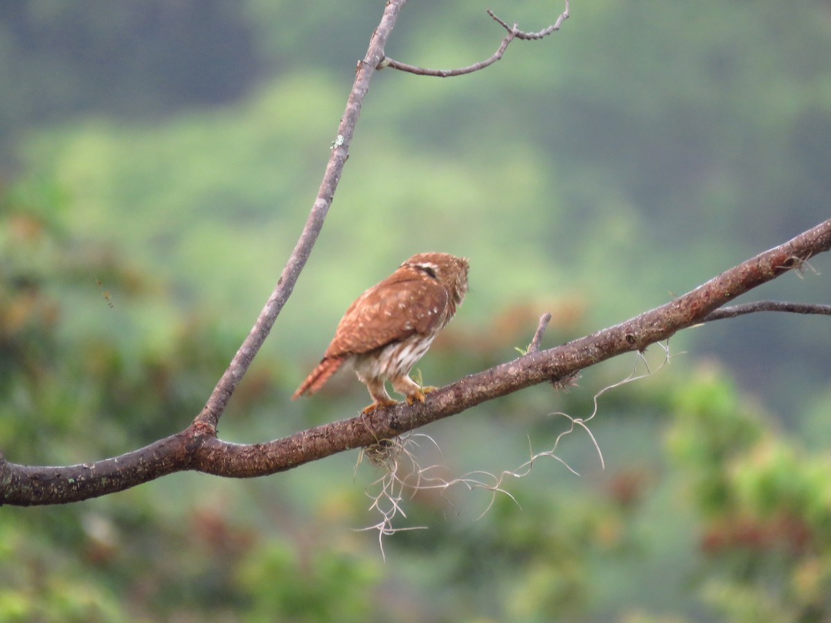 Ferruginous Pygmy-Owl - Mayron McKewy Mejia