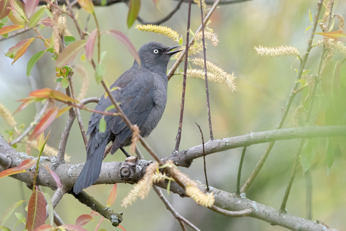 Rusty Blackbird - Josh Davidson