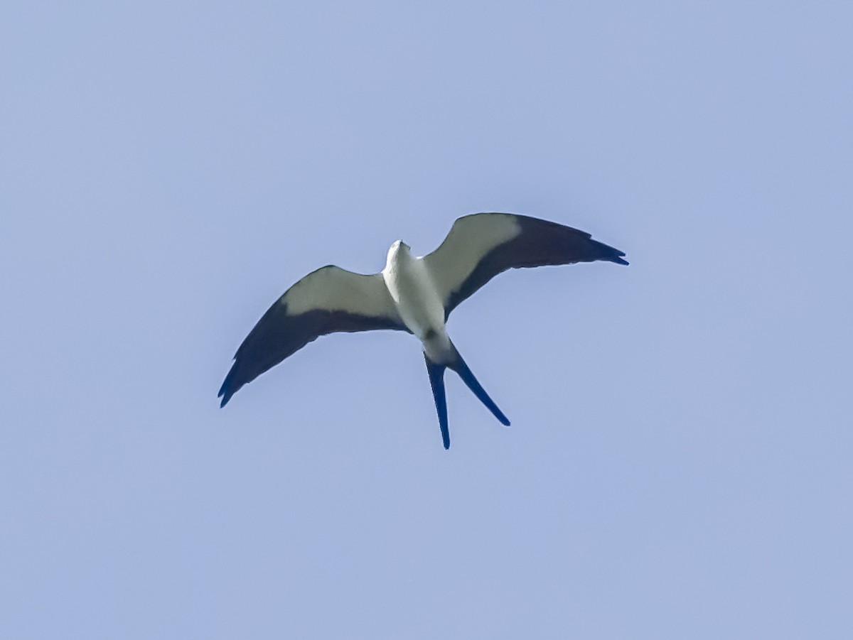 Swallow-tailed Kite - Stéphane  Thomin