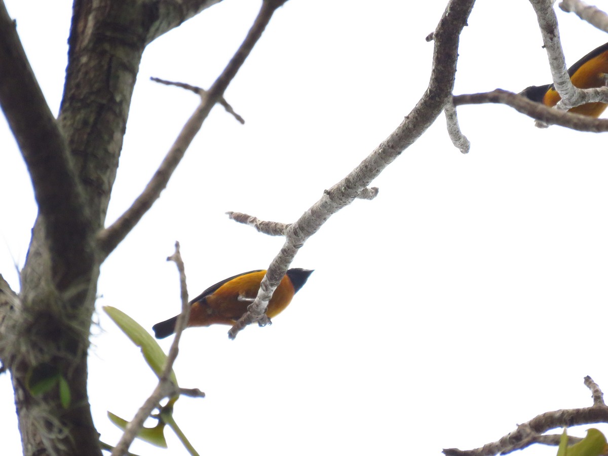 Elegant Euphonia - Mayron McKewy Mejia