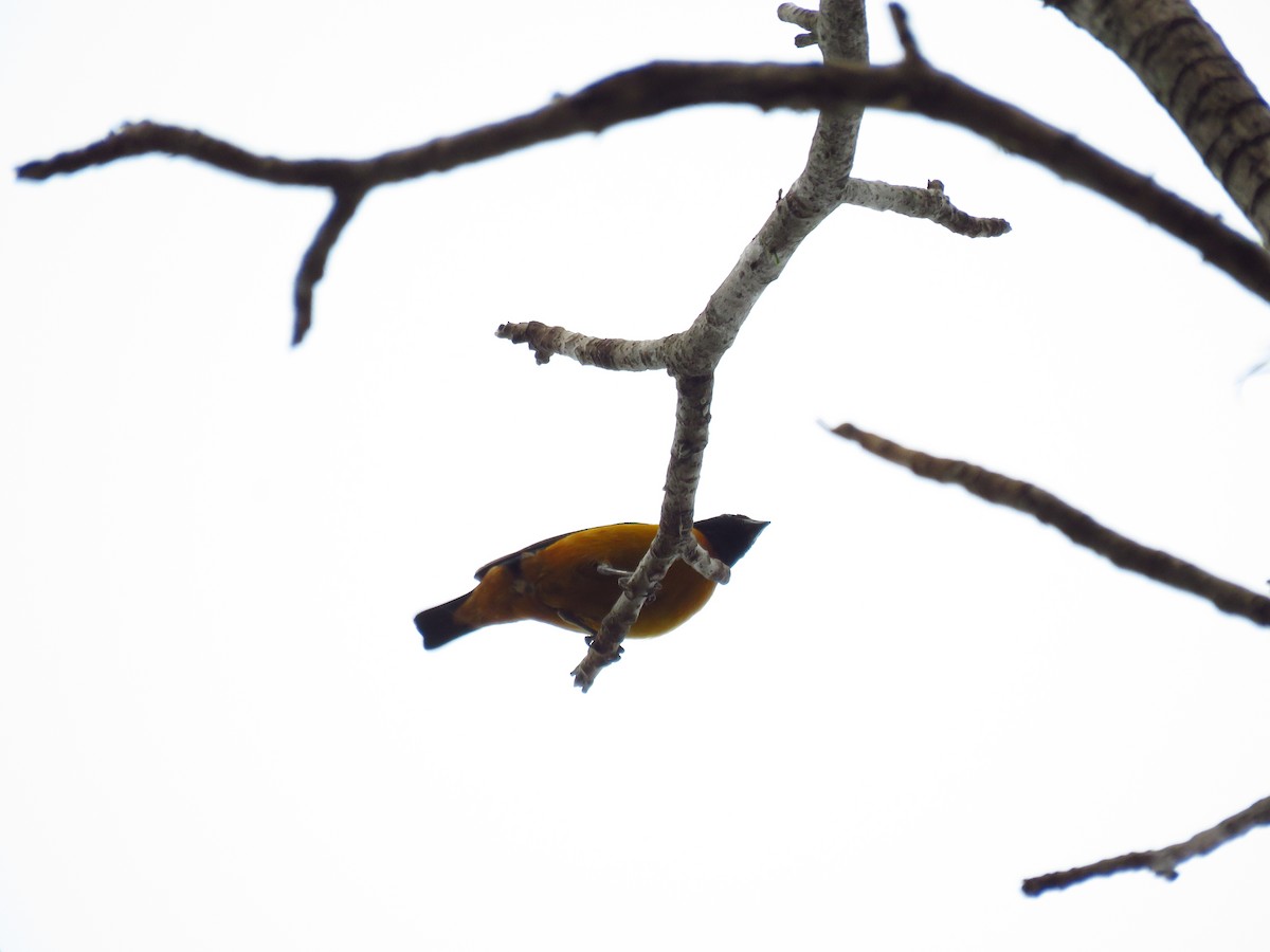 Elegant Euphonia - Mayron McKewy Mejia