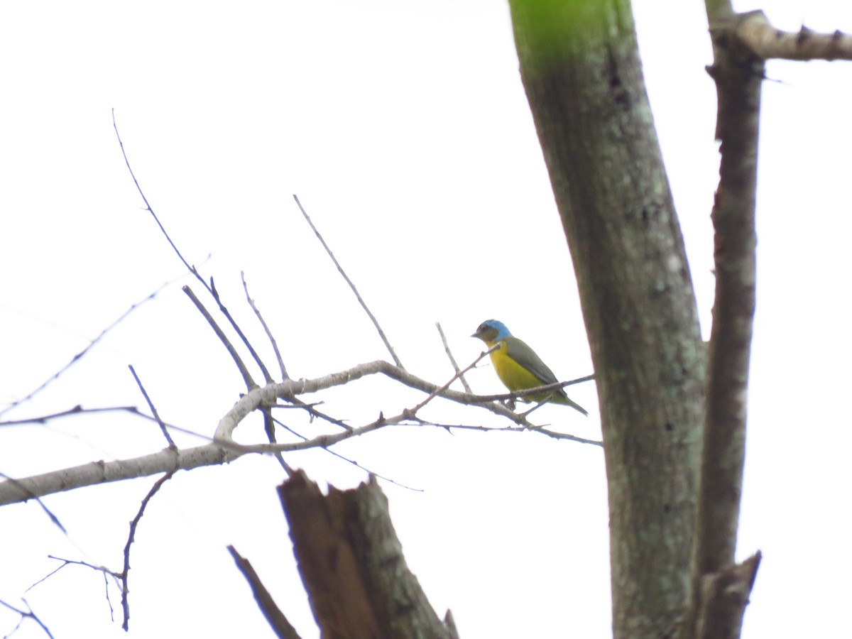 Elegant Euphonia - Mayron McKewy Mejia