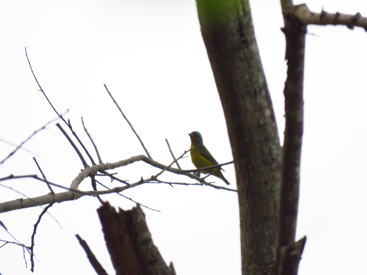 Elegant Euphonia - Mayron McKewy Mejia