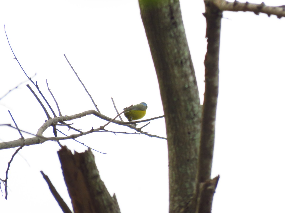 Elegant Euphonia - Mayron McKewy Mejia