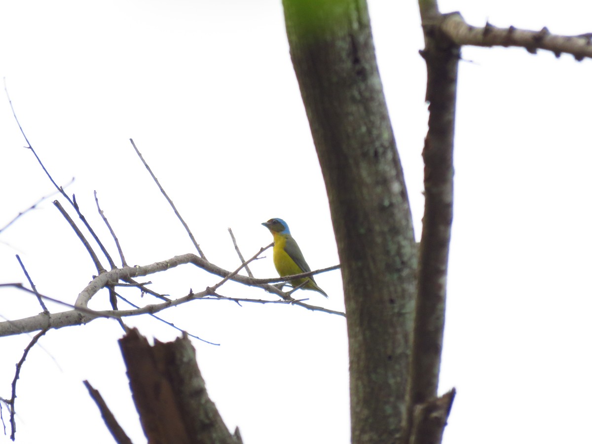 Elegant Euphonia - Mayron McKewy Mejia