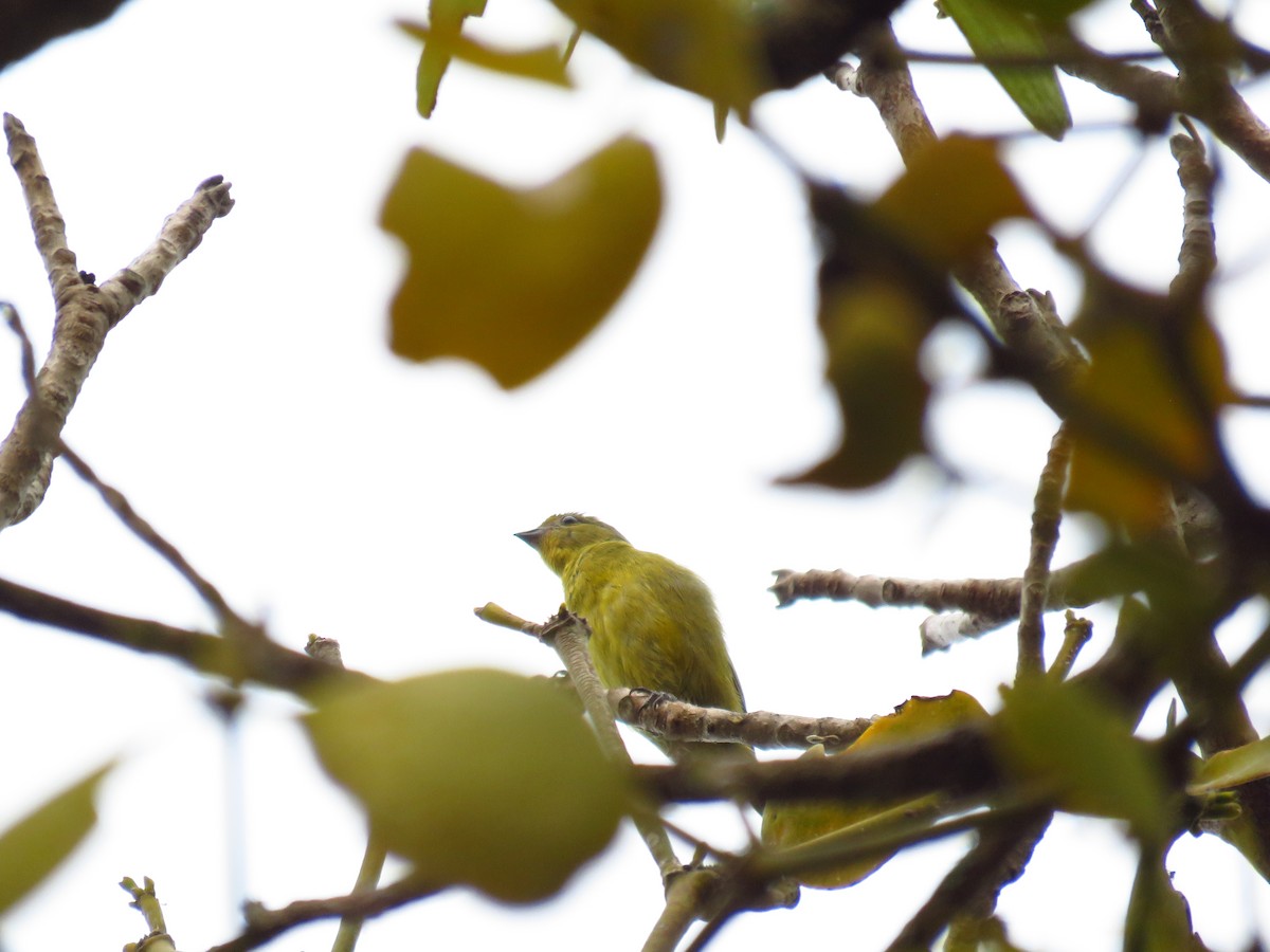 Elegant Euphonia - Mayron McKewy Mejia