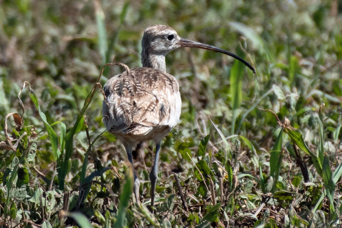 Long-billed Curlew - David Phillips