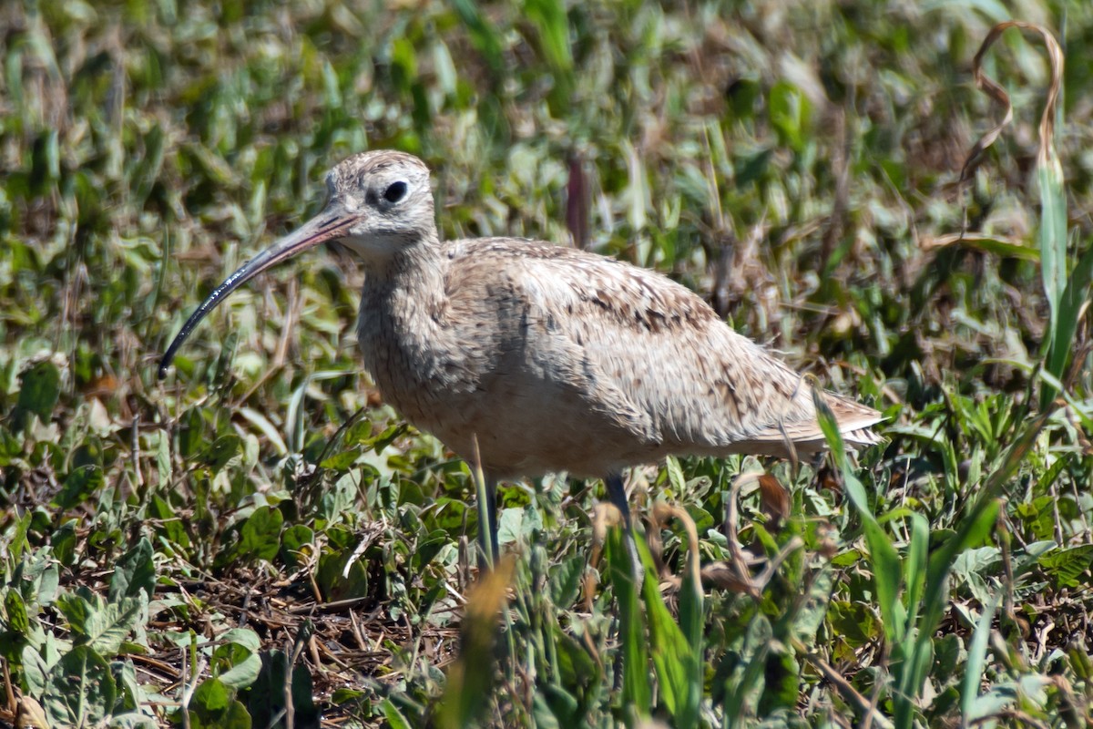 Rostbrachvogel - ML619091074