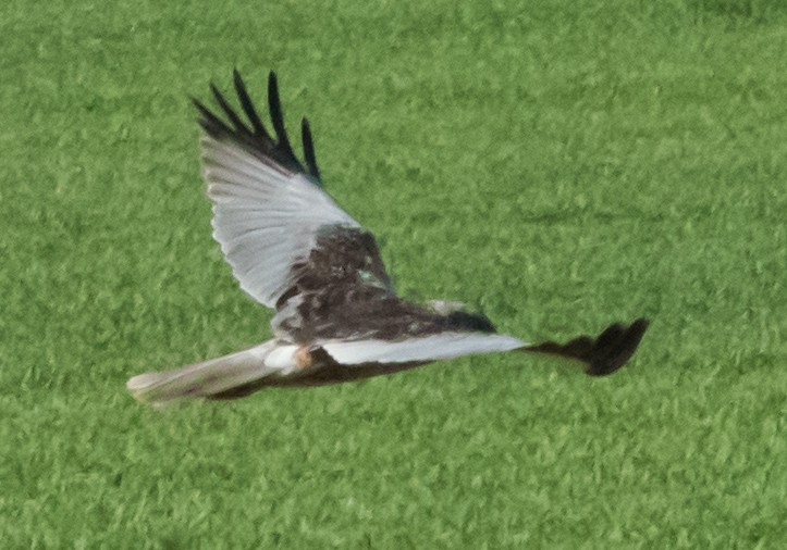 Western Marsh Harrier - Svein Ole Mikalsen