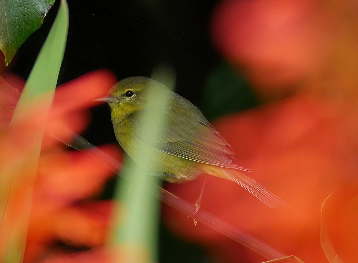 Orange-crowned Warbler - Steve Young