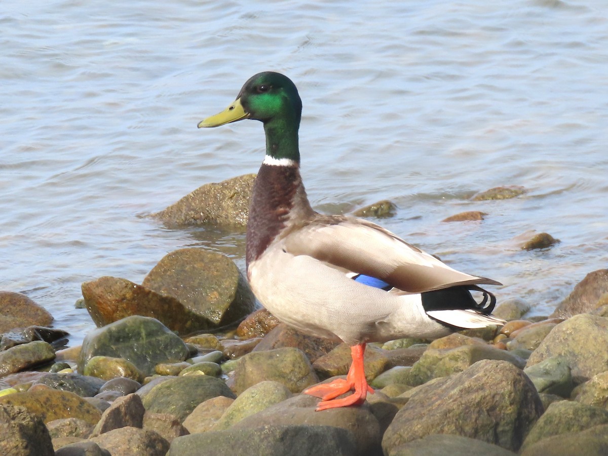 Mallard - ML619091082