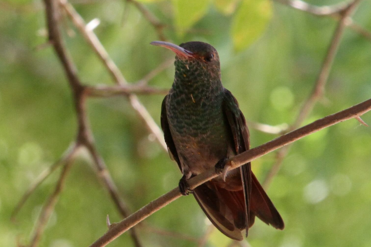 Rufous-tailed Hummingbird - Richard Hudson
