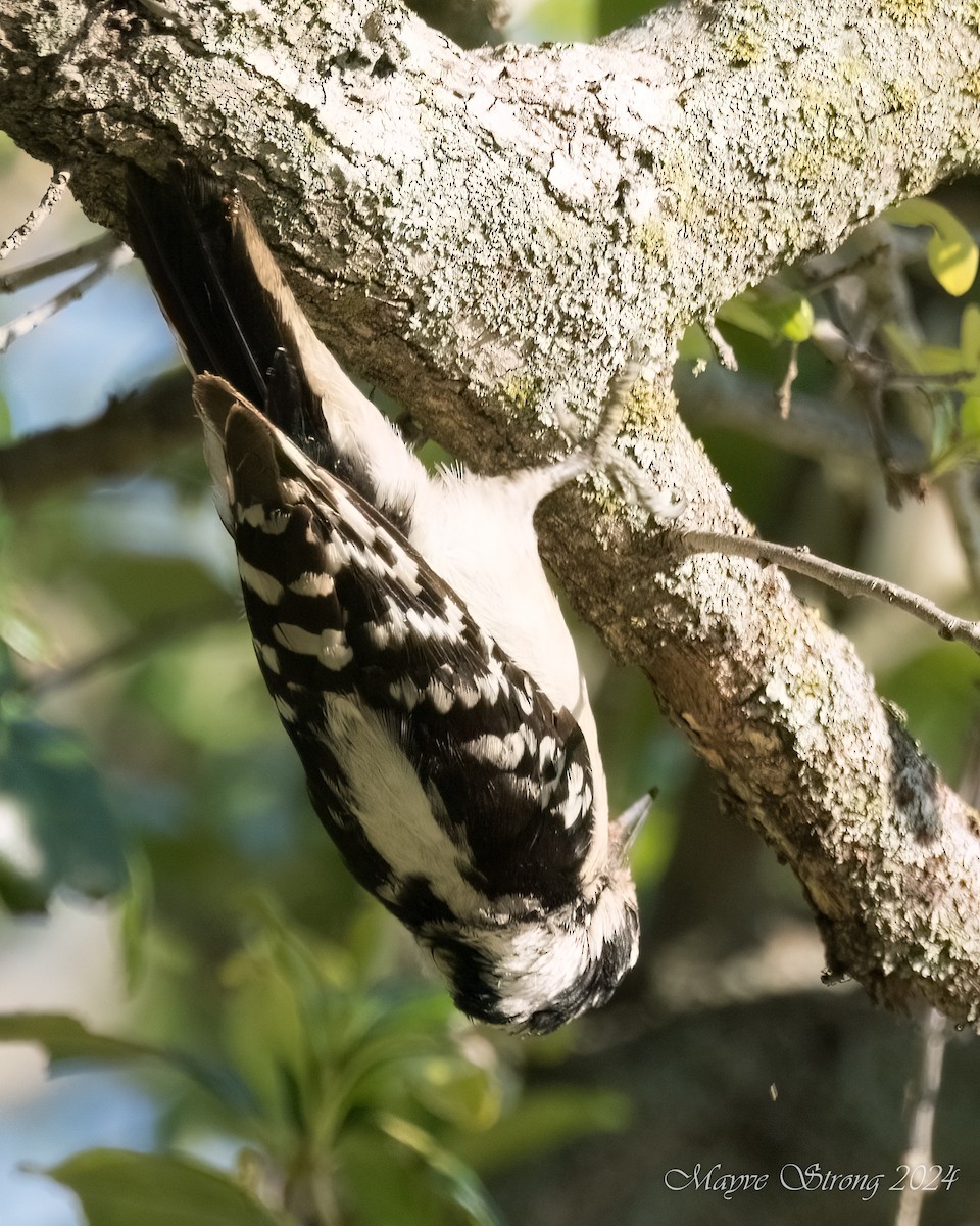 Downy Woodpecker - Mayve Strong
