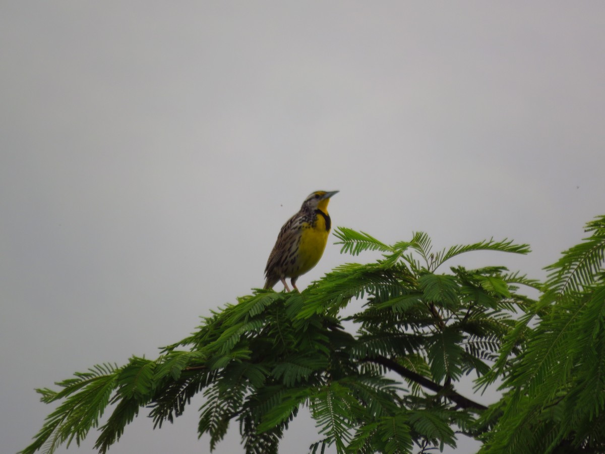 Eastern Meadowlark - ML619091091