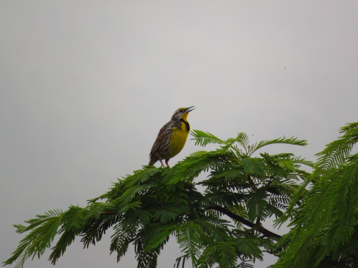 Eastern Meadowlark - ML619091092