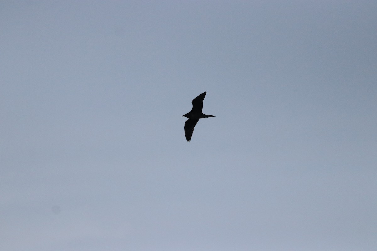 Parasitic Jaeger - ML619091094