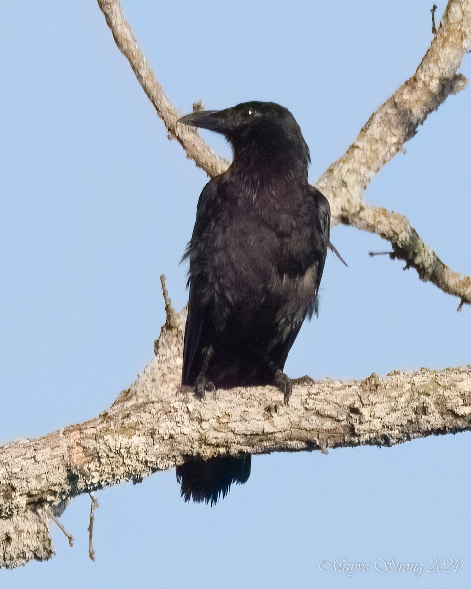 American Crow - Mayve Strong