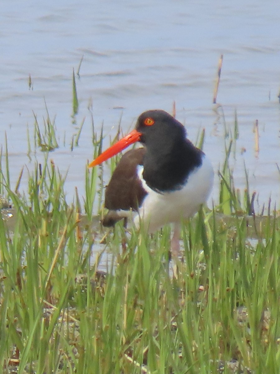 American Oystercatcher - Frederick Bowes