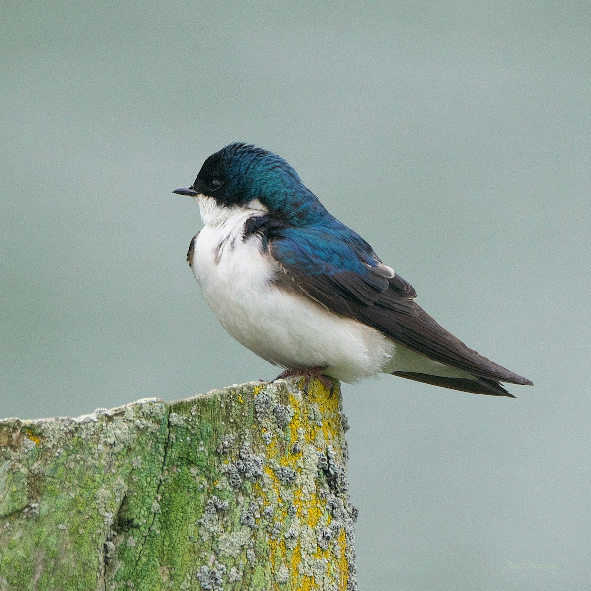 Tree Swallow - Paul Tavares