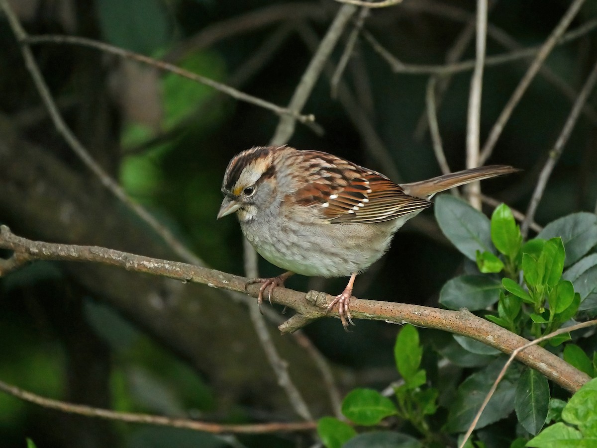 White-throated Sparrow - Steve Young