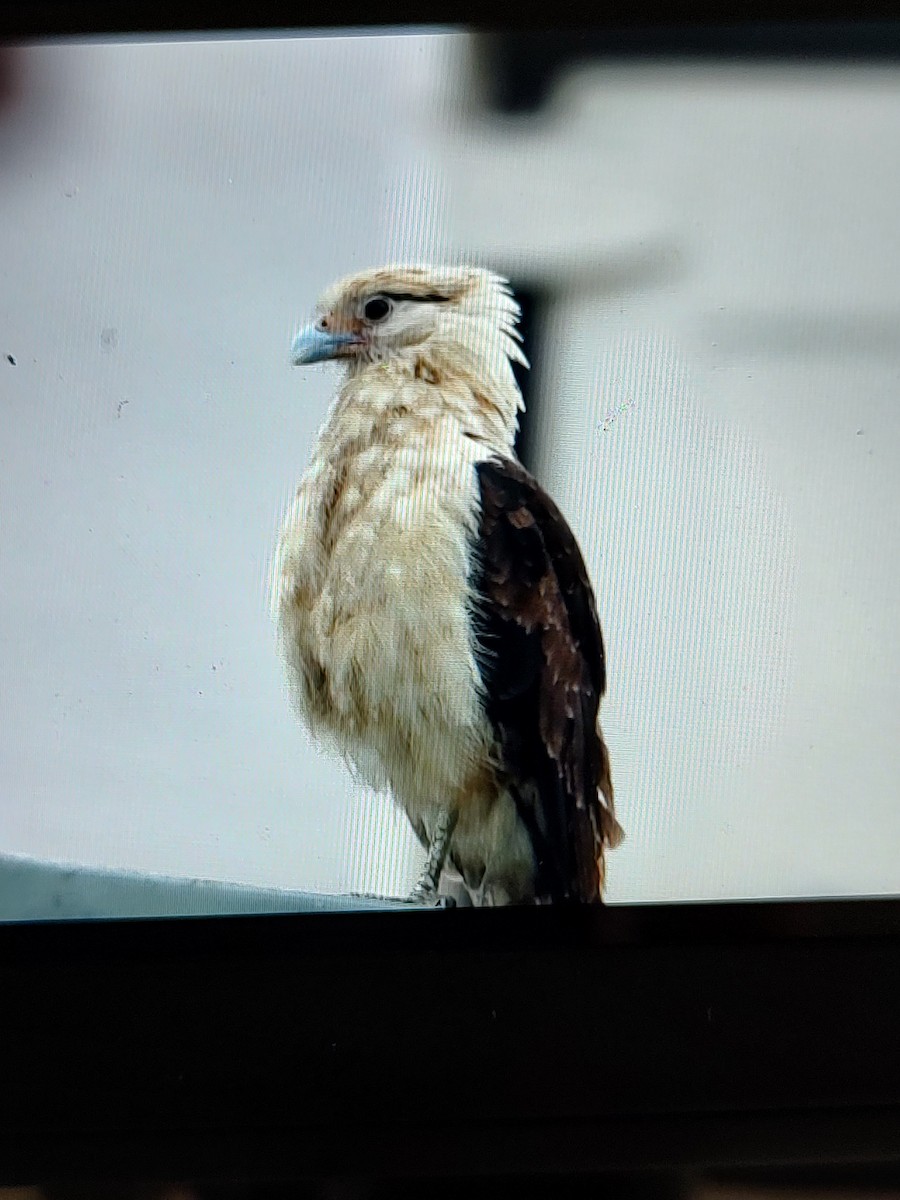 Yellow-headed Caracara - ML619091117