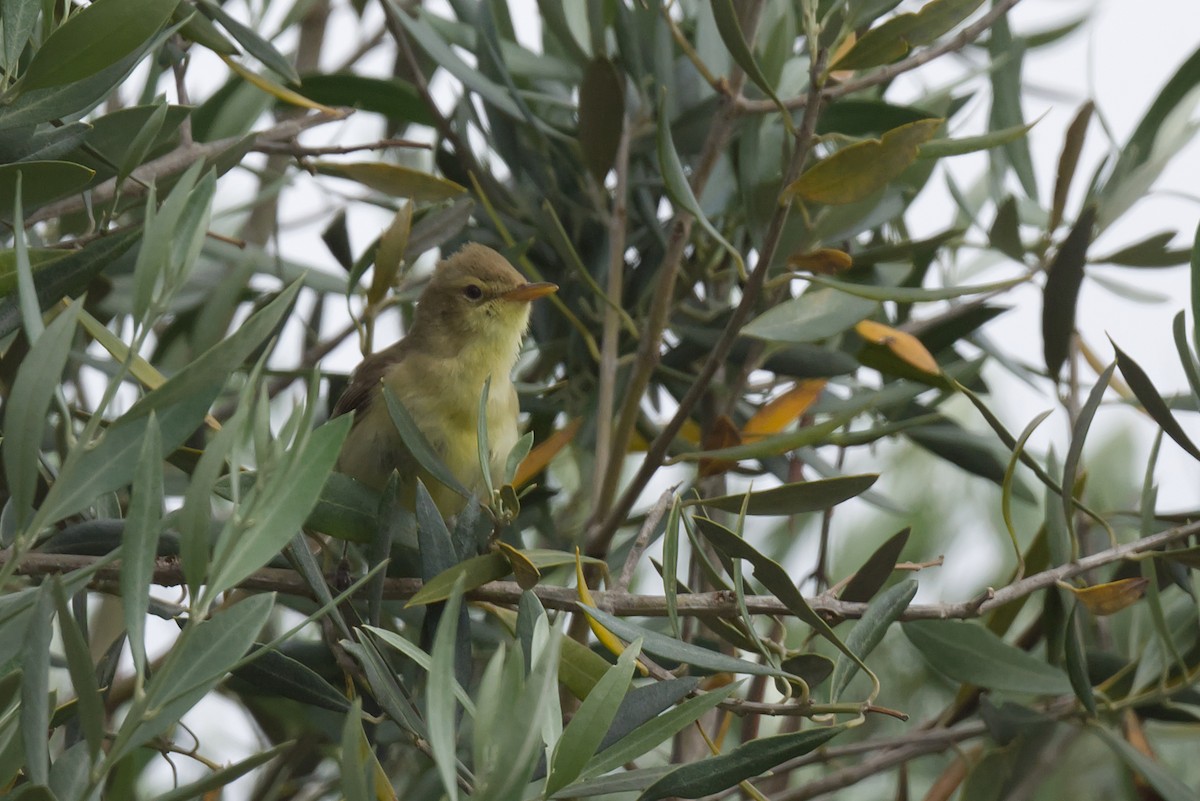 Melodious Warbler - ML619091152