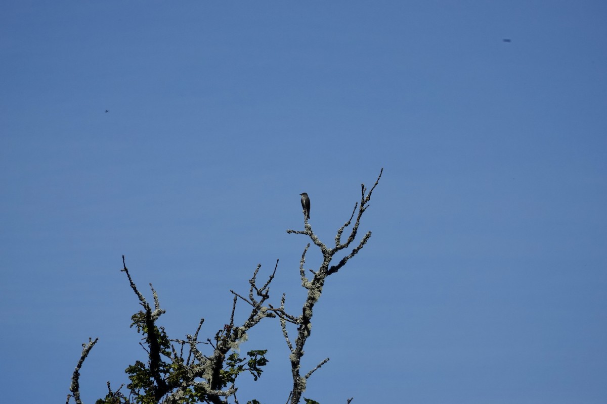 Olive-sided Flycatcher - ML619091194