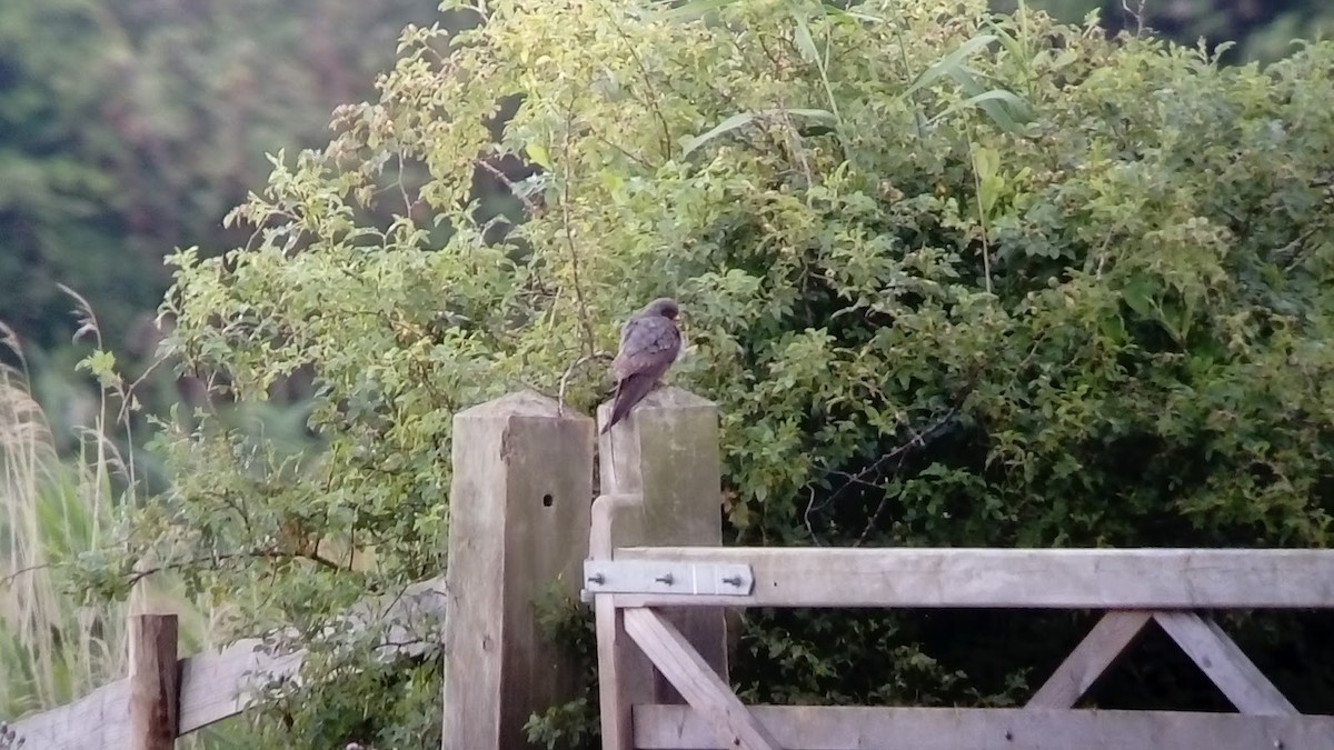 Red-footed Falcon - ML619091203