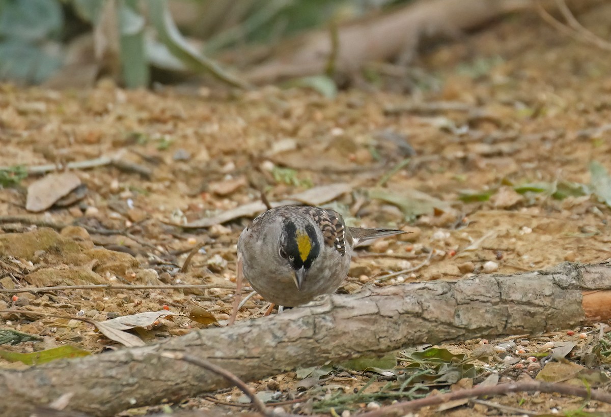 Golden-crowned Sparrow - Steve Young
