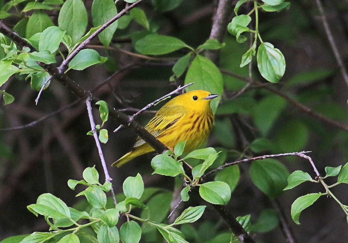 Yellow Warbler - John  Cameron