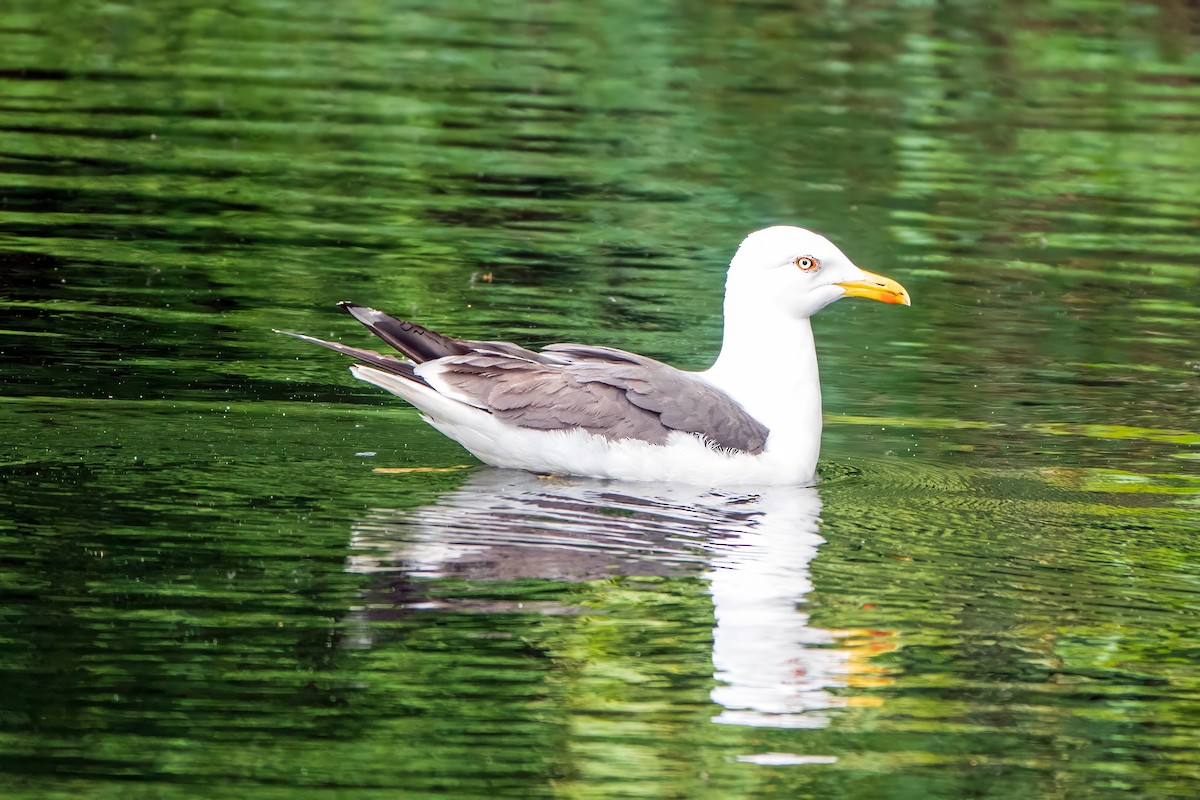 Lesser Black-backed Gull - Gavin Stone