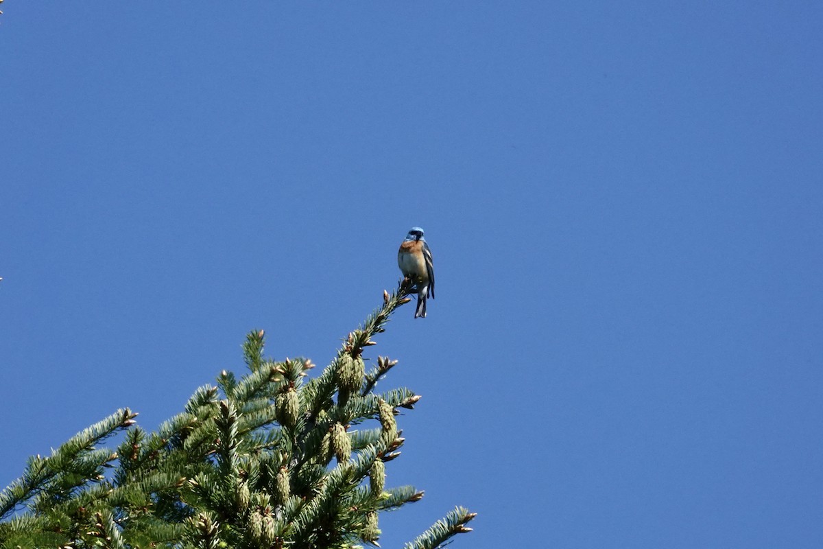 Lazuli Bunting - ML619091225