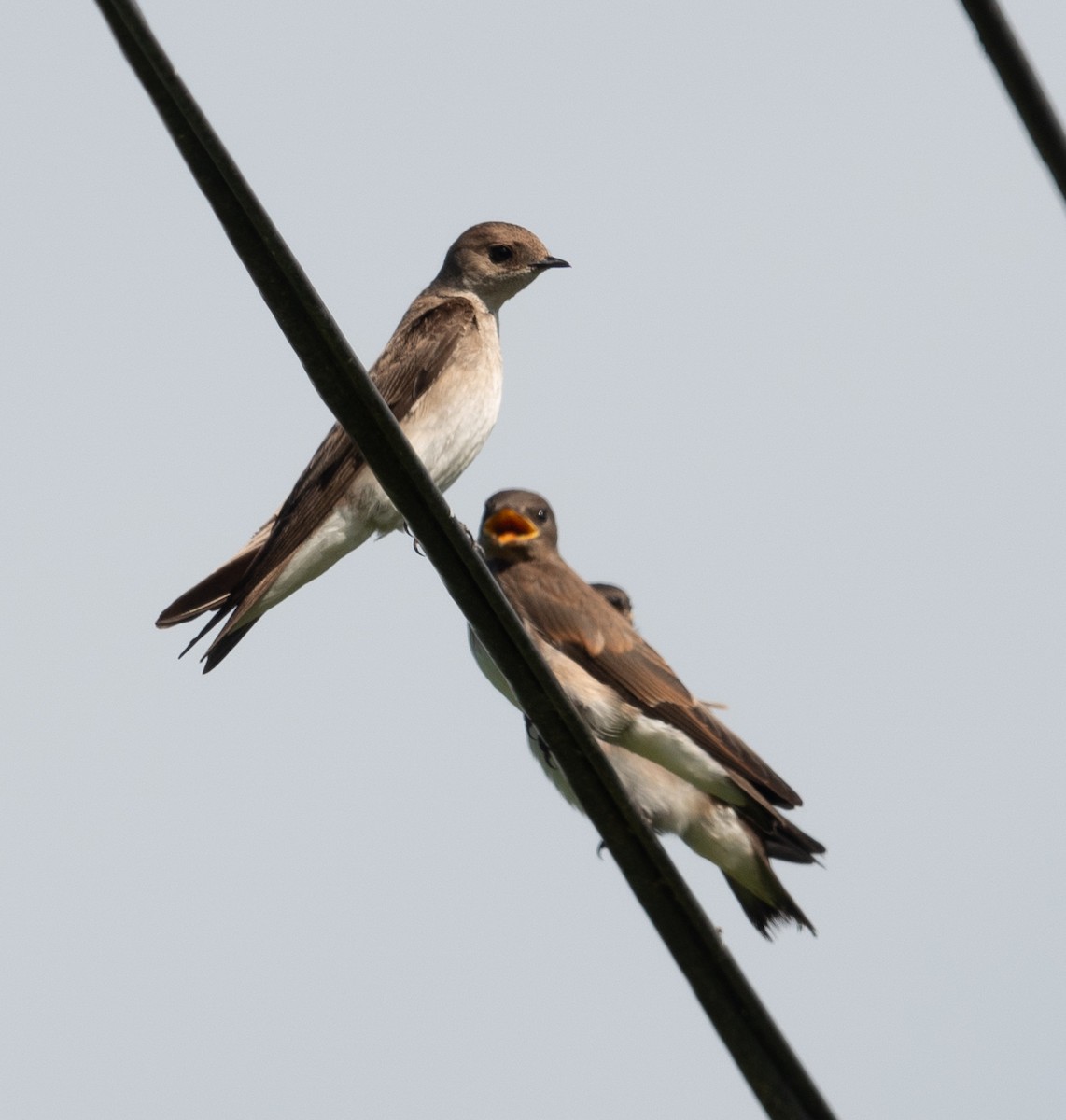 Northern Rough-winged Swallow - Rachel Zierzow