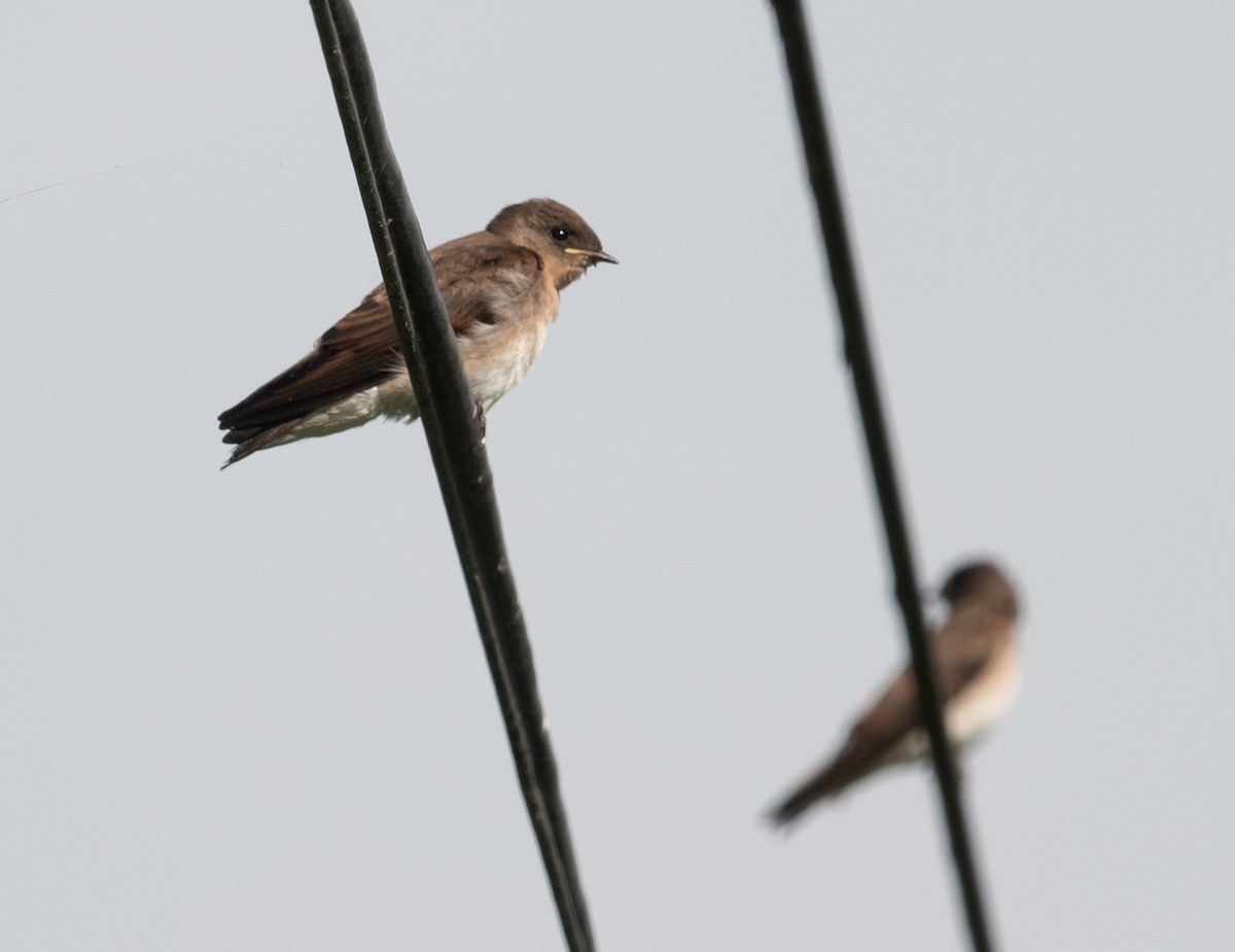 Northern Rough-winged Swallow - Rachel Zierzow